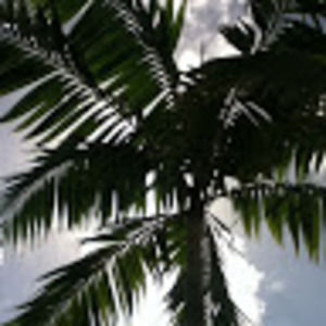 Meet your Posher, Dawn